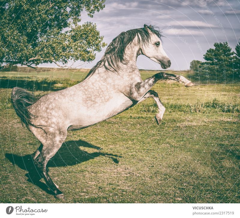 Thoroughbred Arabian stallion climbs into meadow Lifestyle Summer Nature Landscape Meadow Animal Horse 1 Jump Emotions Power Adventure Action Ascending