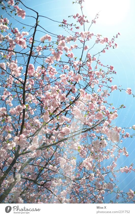 sunshine Nature Spring Weather Beautiful weather Tree Blossom Blossoming Fragrance Bright Positive Pink Spring day Ornamental cherry Cherry tree Cherry blossom