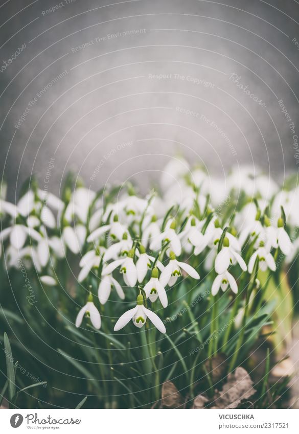 Snowdrops , Spring Nature Design Summer Garden Plant Flower Park Blossoming Background picture Colour photo Exterior shot Close-up Copy Space top Day Evening