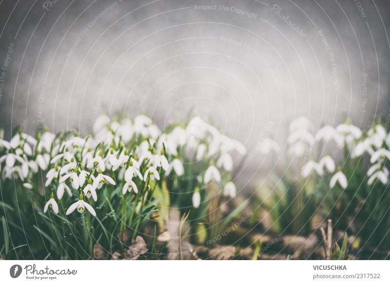 Snowdrops flowerbed in the spring garden Design Summer Garden Nature Plant Spring Flower Blossom Park Blossoming Moody Spring fever Background picture Flowerbed