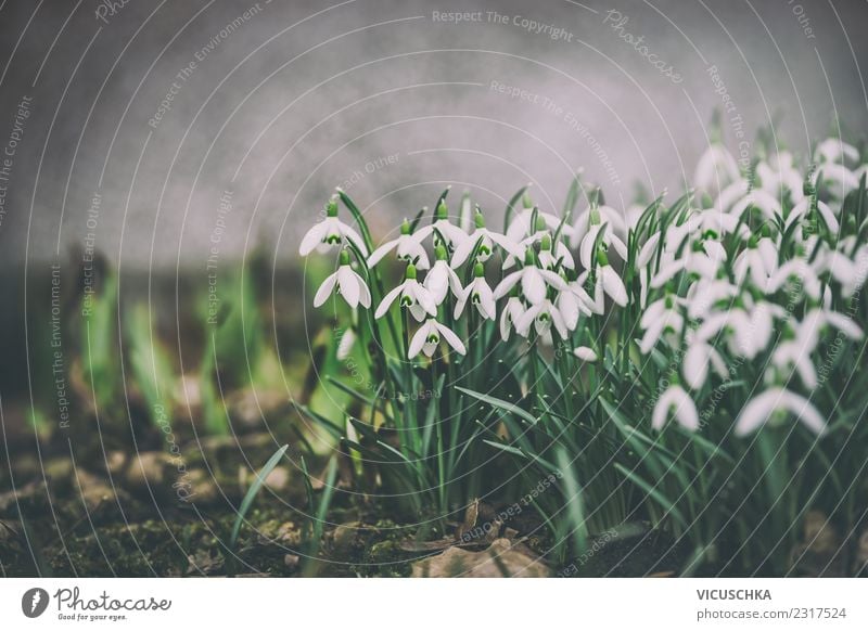 Snowdrops on a flower bed Design Garden Nature Landscape Plant Spring Flower Leaf Blossom Park Meadow Retro Green White Background picture Flowerbed Twilight