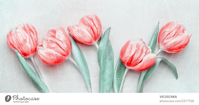 Red Tulips Style Design Feasts & Celebrations Mother's Day Plant Spring Flower Blossom Decoration Bouquet Ornament Love White Beautiful Colour photo