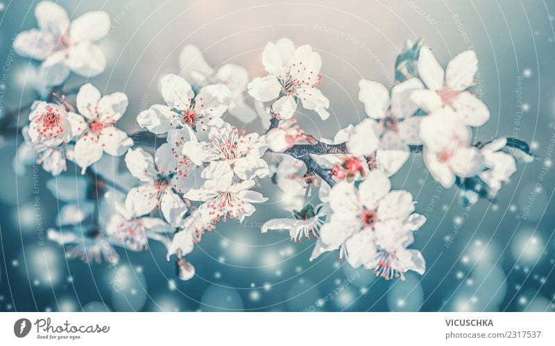 Beautiful spring flowers close-up Lifestyle Design Garden Nature Plant Sky Beautiful weather Blossom Park Bouquet Blossoming Blue Turquoise White Cherry blossom