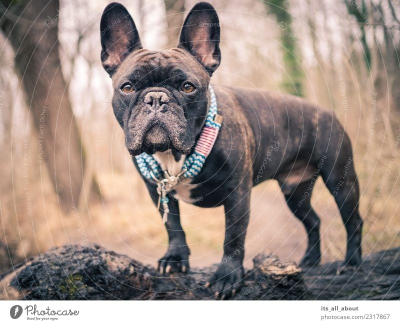 Barnie II Animal Pet Dog French Bulldog frenchie Frenchy 1 Looking Stand Brown Black Colour photo Subdued colour Exterior shot Day Shallow depth of field