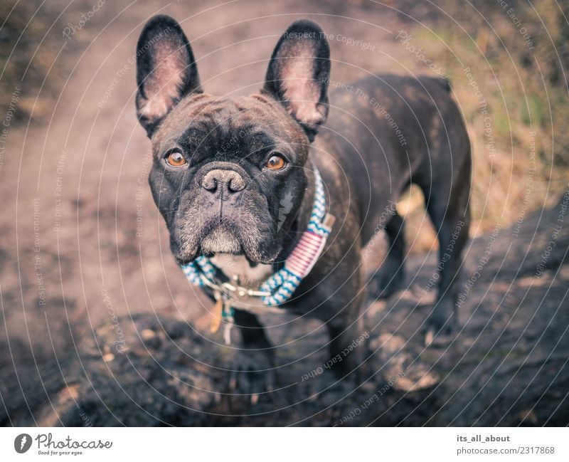 barnie Animal Pet Dog French Bulldog frenchie Frenchy 1 Thin Brown Black Colour photo Subdued colour Exterior shot Copy Space left Day Shallow depth of field