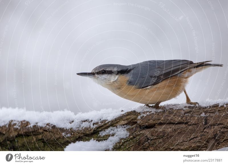 Nuthatch in the snow Environment Nature Animal Winter Ice Frost Snow Snowfall Tree Branch Garden Park Forest Wild animal Bird Animal face Wing Claw