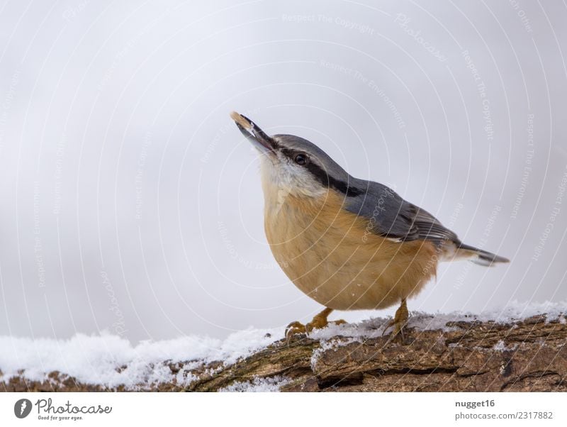 Nuthatch in the snow Environment Nature Animal Winter Ice Frost Snow Snowfall Branch Garden Park Forest Wild animal Bird Animal face Wing Claw Eurasian nuthatch