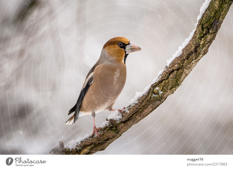 Hawfinch on a branch Environment Nature Animal Winter Ice Frost Snow Snowfall Tree Branch Garden Park Forest Wild animal Bird Animal face Wing Claw 1 Esthetic