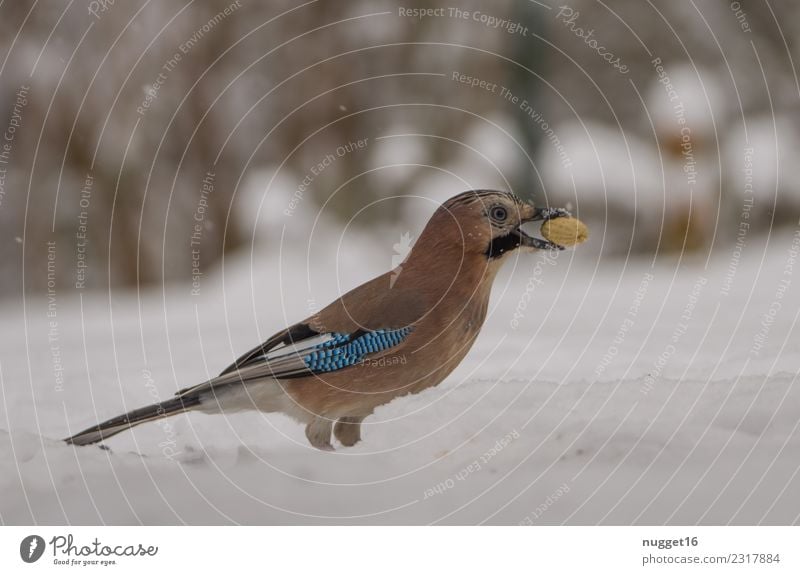 Jay in the snow Environment Nature Animal Winter Climate Weather Ice Frost Snow Snowfall Peanut Garden Park Meadow Forest Wild animal Bird Animal face Wing Claw