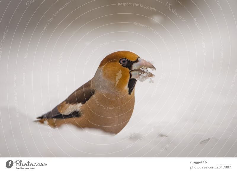 Hawfinches in the snow Environment Nature Animal Spring Winter Weather Ice Frost Snow Snowfall Garden Park Meadow Forest Wild animal Bird Animal face Wing Claw