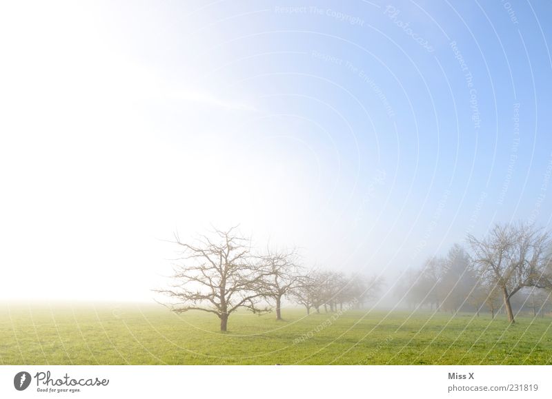 My BEST photo 2011 Sky Spring Weather Beautiful weather Fog Tree Field Cold Blue Moody Fruittree meadow Beginning Morning Air Far-off places Horizon