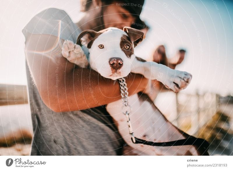 Cute puppy an his owner at the beach Lifestyle Joy Happy Summer Sun Man Adults Friendship Nature Animal Park Pet Dog Smiling Embrace Happiness Puppy Hold Sunset