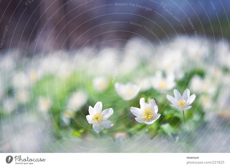 softies Nature Spring Plant Flower Wild plant Wood anemone Spring flower Spring colours Spring flowering plant Kitsch Small Natural Beautiful Spring fever