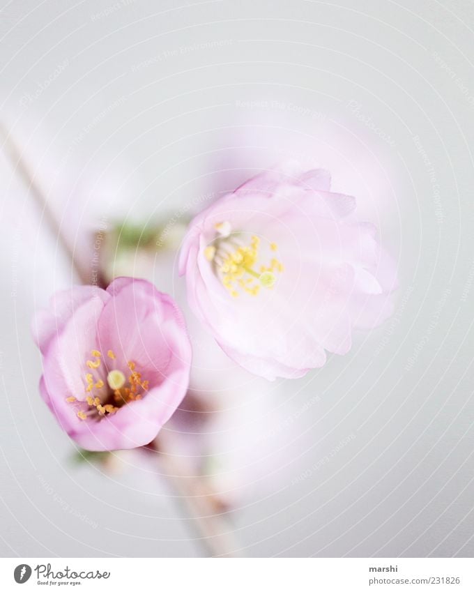 A hint of spring Nature Plant Flower Blossom Pink Spring Cherry blossom Delicate Switch Blur Close-up Shallow depth of field Copy Space top Colour photo