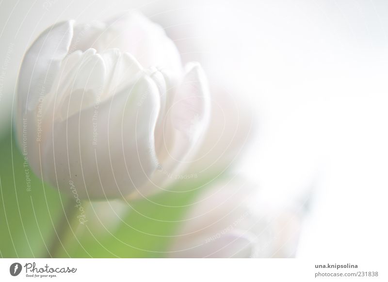 white Flower Tulip Blossom Blossoming Green White Delicate Blossom leave Blur Copy Space right Colour photo Subdued colour Close-up Deserted Light Back-light