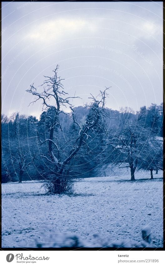 hibernation Snow Meadow Old Dark Cold Snow layer Winter Blue Snowscape Romance Calm Headstrong Rooted Gnarled Tree Colour photo Subdued colour Exterior shot