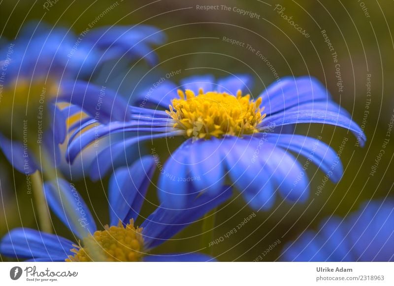 Blue Marguerite Wellness Mother's Day Easter Birthday Nature Plant Spring Summer Flower Blossom Blossoming Soft Spring fever Delicate Macro (Extreme close-up)
