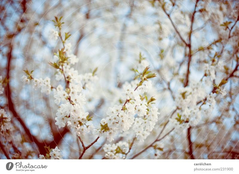 spring! Environment Nature Spring Tree Agricultural crop Garden Blue Green White Cherry tree Cherry blossom Blossom Blossoming Branch Twigs and branches Easy