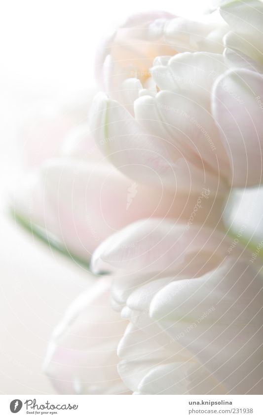 Delicate Nature Plant Spring Flower Tulip Blossom Blossoming Bright Pink White Blossom leave Colour photo Subdued colour Close-up Detail Deserted