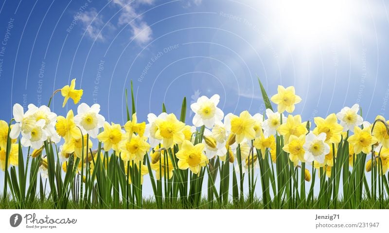 Daffodil field. Nature Plant Sky Sun Beautiful weather Flower Blossom Meadow Blue Yellow Green Spring fever Wild daffodil Narcissus Spring flowering plant