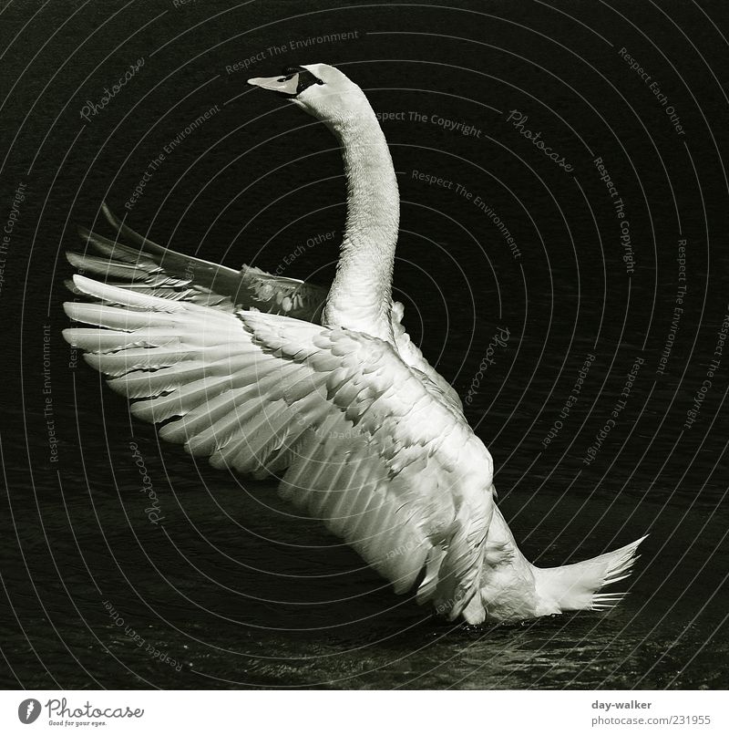 swan dance Nature Water Animal Wild animal Swan Esthetic Glittering Gray Black Silver White Beautiful Pride Feather Wing Black & white photo