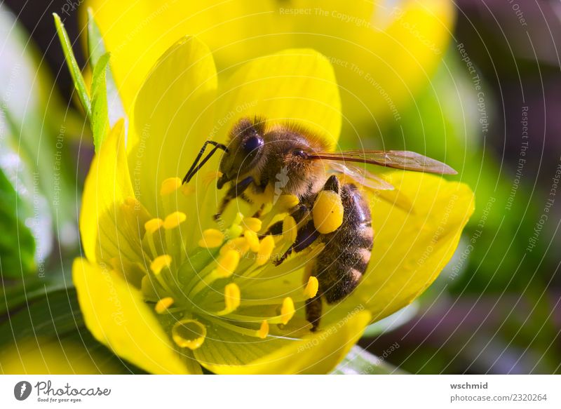 Bee on yellow winterling Environment Nature Plant Animal Spring Flower Blossom Wild plant Eranthis hyemalis Garden Meadow Wild animal 1 Work and employment