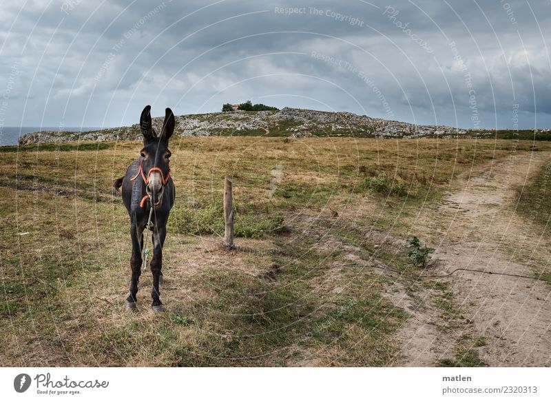 The Guardian Landscape Clouds Horizon Summer Bad weather Grass Coast Animal Pet 1 Scream Blue Brown Gray Green Donkey Colour photo Subdued colour Exterior shot