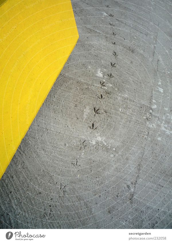 walk of fame Lanes & trails Animal tracks Concrete Small Yellow Gray Beginning Movement Advancement Adversity Past Time Target Eternalized Bird Tracks