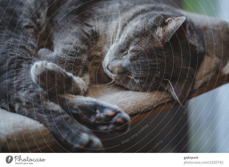 Helau Harmonious Well-being Contentment Senses Relaxation Calm Meditation Animal Pet Cat 1 To enjoy Sleep Joie de vivre (Vitality) Nostalgia Wellness