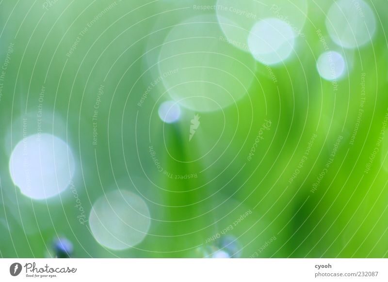 points Nature Plant Grass Simple Fresh Wet Juicy Green Blur Phenomenon Point Visual spectacle Drops of water Meadow Colour photo Exterior shot Close-up Abstract