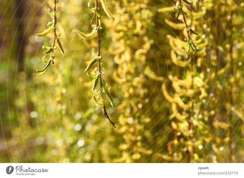 gold Plant Sunlight Spring Beautiful weather Tree Blossoming Hang Illuminate Growth Fresh Yellow Gold Green Willow-tree Branch Colour photo Exterior shot
