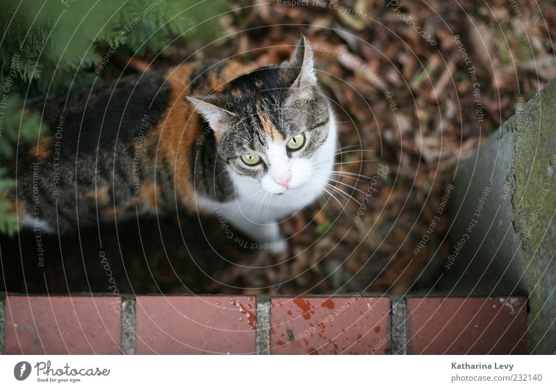 Front Garden Drama Animal Pet Cat 1 Observe Authentic Small Natural Curiosity Soft Brown Green White Watchfulness Surprise Dangerous Stress Timidity Discover