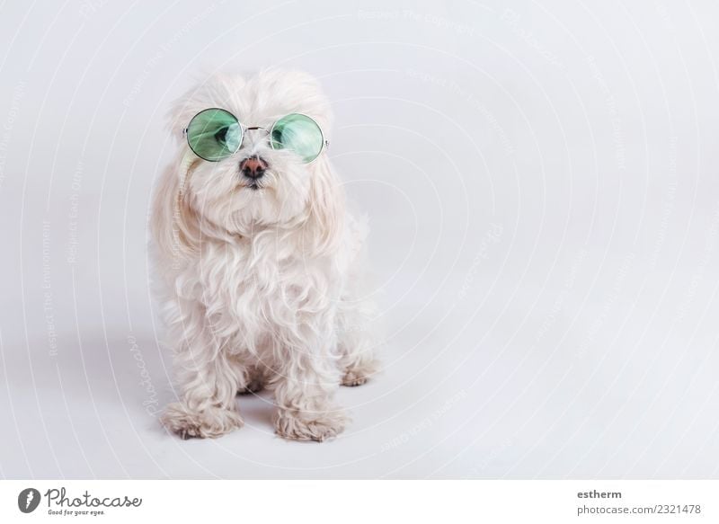 funny dog with sunglasses on white background Accessory Sunglasses Animal Pet Dog 1 Fitness Friendliness Happiness Cuddly Warm-heartedness Sympathy Friendship