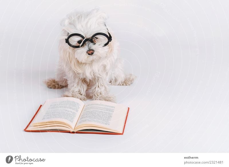 funny dog with glasses and a book on white background Book Accessory Eyeglasses Animal Pet Dog 1 Study Reading Lie Friendliness Happiness Cuddly Funny Curiosity