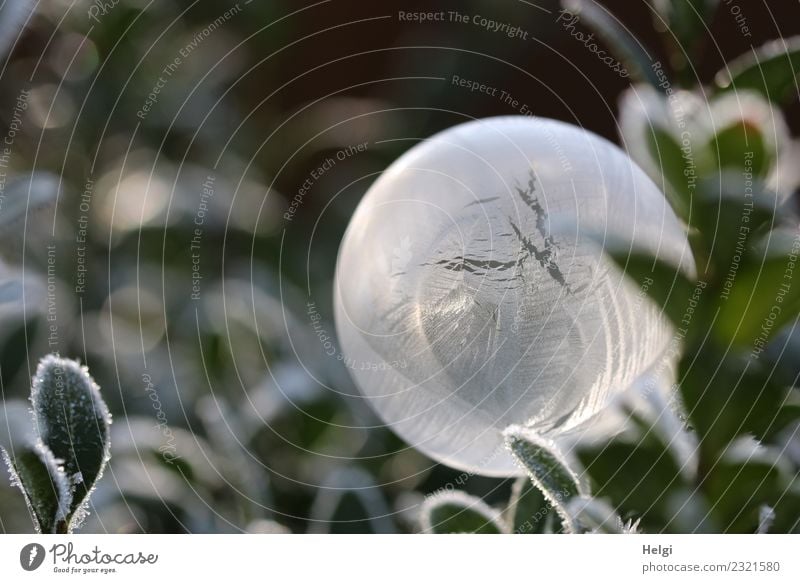 Ice bubble VI Environment Nature Plant Winter Beautiful weather Frost Leaf Garden Soap bubble Sphere Touch To hold on Freeze Glittering Illuminate Lie Esthetic