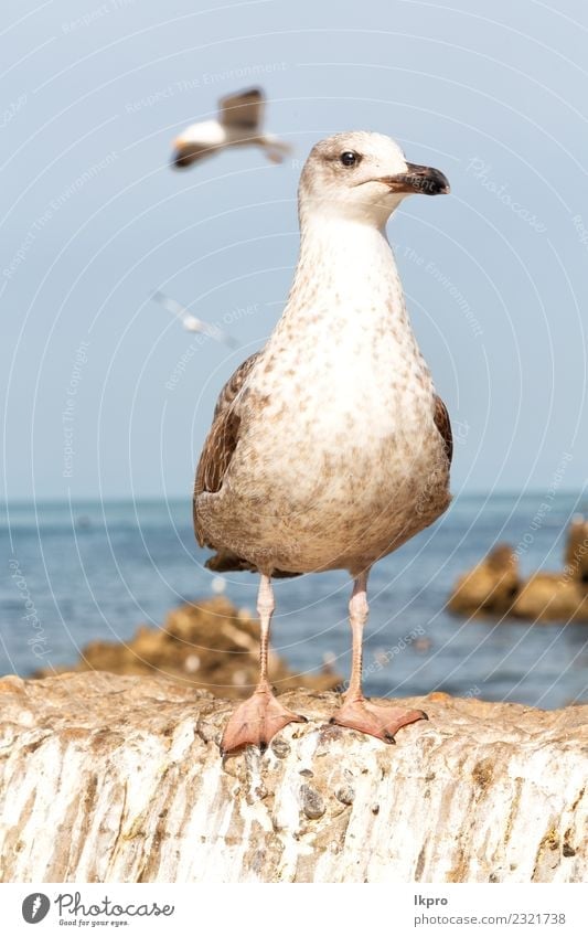 seagull flying in the clear sky Elegant Beautiful Freedom Summer Ocean Nature Animal Sky Wind Bird Flying Bright Wild Blue Gray Black White Seagull isolated