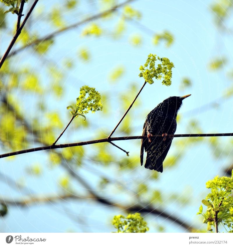 super star Environment Nature Plant Animal Spring Tree Bird 1 Blue Green Black Starling Migratory bird Blossom Twig Twigs and branches Branch Wing Beak
