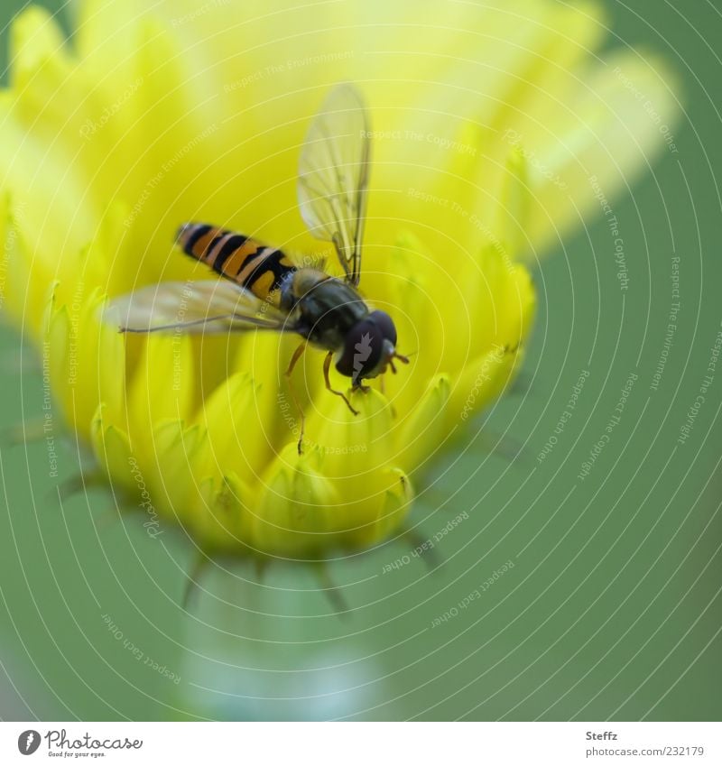 Hoverfly on a yellow garden flower Hover fly Fly Yellow To feed Flower yellow flower Insect Foraging Small Bright green Delicate summer flower Light green Easy