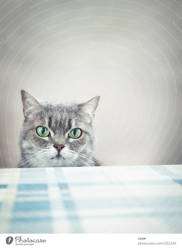 What, no breakfast? Table Animal Pet Cat Animal face 1 Funny Natural Cute Beautiful Gray Boredom Domestic cat Eyes Kitchen Table Cat's head Wait Observe