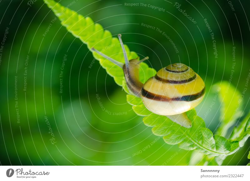 snail on fern Animal Snail 1 Observe To hold on Hang Exceptional Uniqueness Cute Beautiful Yellow Green Safety Love of animals Serene Esthetic Colour Happy