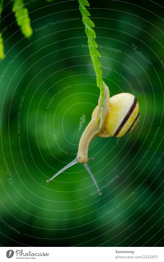 hang out Nature Beautiful weather Fern Garden Meadow Animal Snail 1 Observe Hang To swing Exceptional Fantastic Uniqueness Small Near Yellow Green Caution