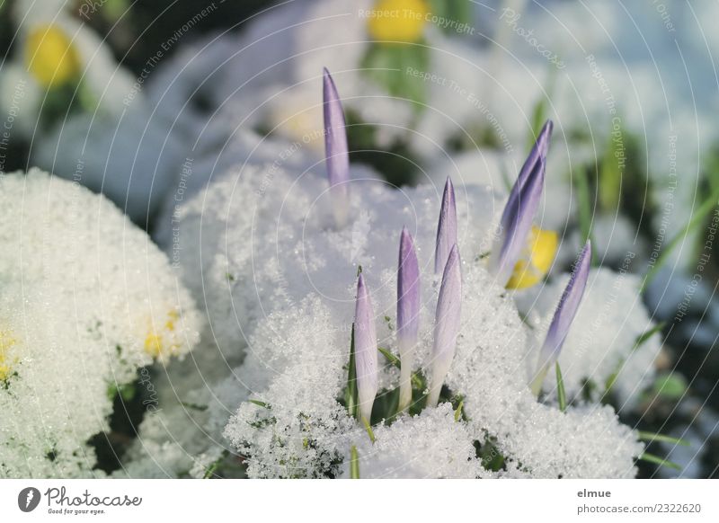crocus tips Nature Plant Spring Climate change Snow Blossom Crocus Eranthis hyemalis Spring flowering plant Rocket Blossoming Esthetic Curiosity Thin Point