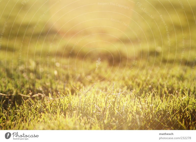 grasshopper Nature Sunlight Summer Grass Meadow Fragrance Soft Gold Green Growth Lawn Colour photo Exterior shot Deserted Copy Space top Copy Space middle