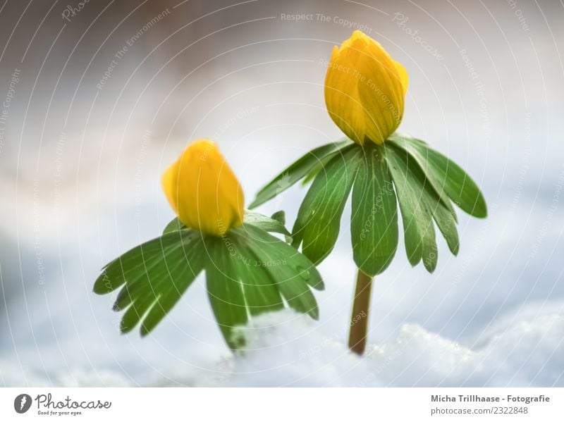 Small yellow flowers in the snow Environment Nature Plant Sun Sunlight Spring Winter Beautiful weather Ice Frost Snow Flower Leaf Blossom Wild plant