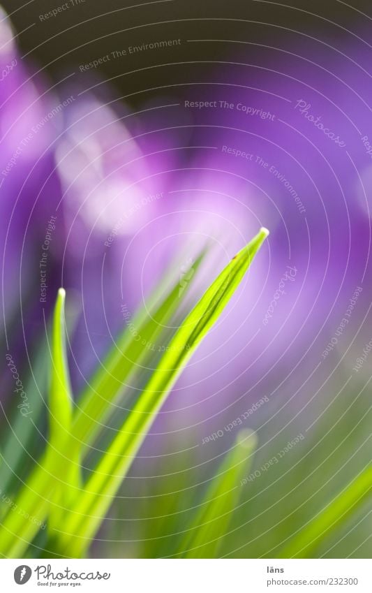 spiky Environment Spring Grass Growth Green Violet Colour photo Exterior shot Structures and shapes Deserted Copy Space top Day Shallow depth of field