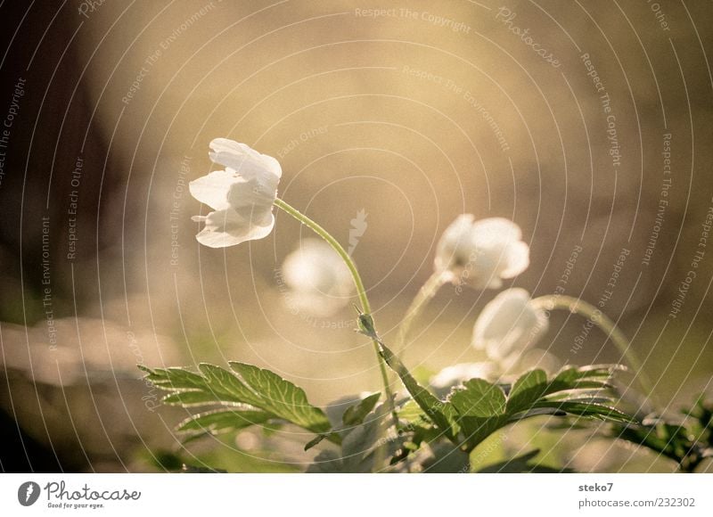 align Plant Blossom Blossoming Growth Fresh Green White Spring fever Wood anemone Colour photo Exterior shot Deserted Copy Space top Neutral Background Dawn
