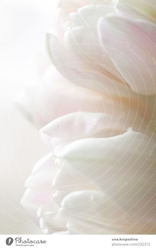 pale pink Decoration Nature Plant Spring Flower Tulip Blossom Blossoming Fragrance Bright Soft Pink White Delicate Purity Copy Space Background picture