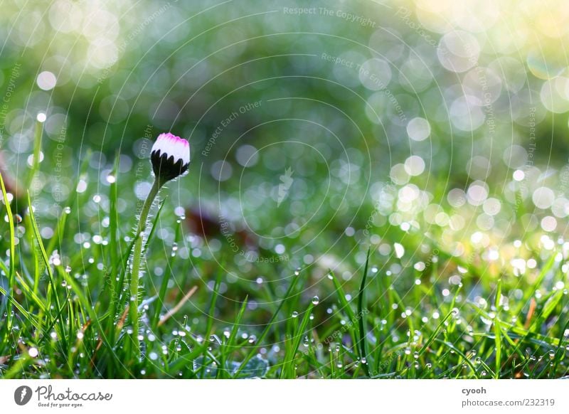 Daisies in a sea of dots Nature Plant Water Drops of water Flower Blossoming Illuminate Dream Growth Fresh Beautiful Cold Wet Juicy Soft Green White