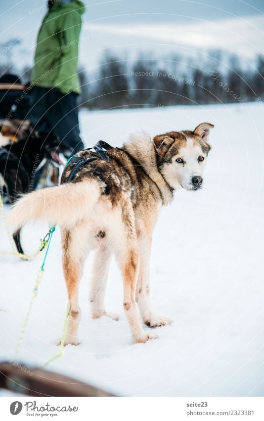 Husky before the sleigh ride in Tromsö, Norway Sledding Snow Action Adventure Sports White Winter Cold Dog Running Pull Cry Landscape Speed Pack