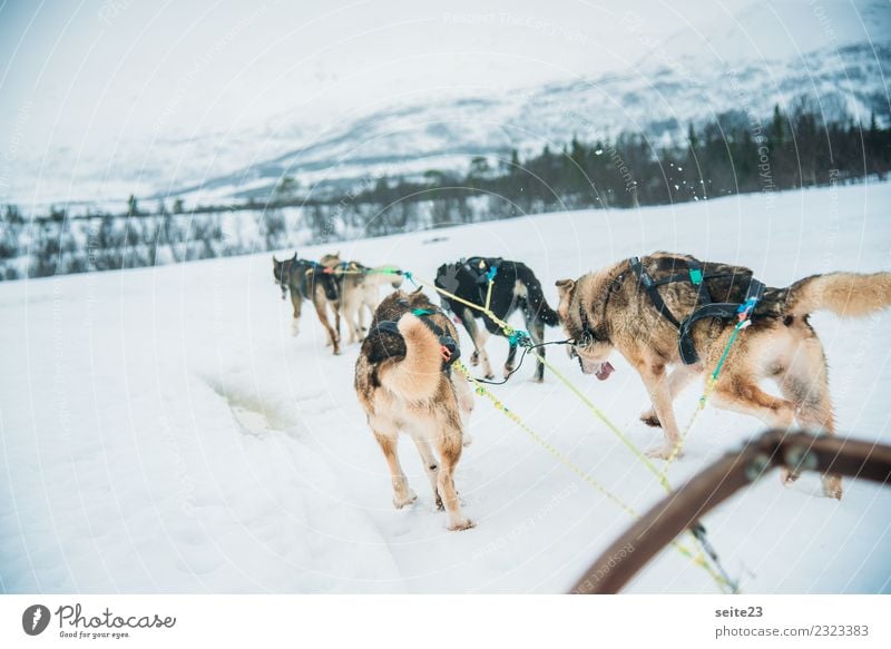 Sleigh ride with huskies in Tromsö, Norway Husky Sledding Snow Action Adventure Sports White Winter Cold Dog Running Pull Cry Landscape Speed Pack